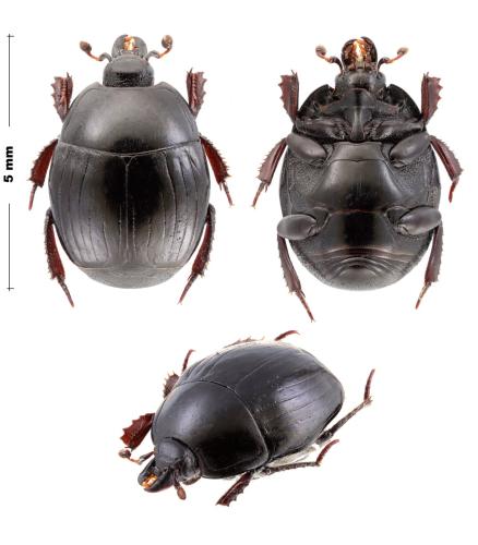 Margarinotus carbonarius carbonarius